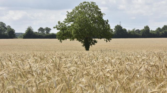 Environ 10 % des surfaces devront trouver à l'horizon 2050 une autre culture de multiplication.