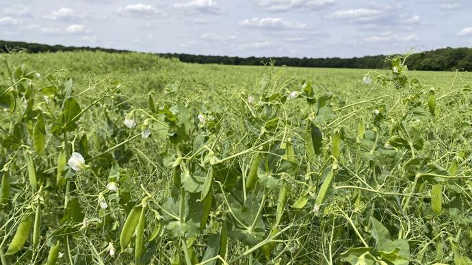 L''importance du pois dans les assolements est reconnue, mais il rencontre des difficultés techniques dans les parcelles. Des moyens de recherche notables sont prévus pour le faire revenir dans les rotations.