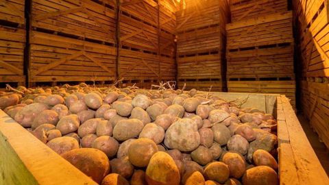 L'inscription à Potato Stock doit se faire avant le 29 novembre pour une analyse complète de la campagne de déstockage. L'inscription à Potato Stock doit se faire avant le 29 novembre pour une analyse complète de la campagne de déstockage.