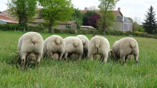 La prise de poids plus rapide, pour la descendance de ces « champions », s’est aussi accompagnée d’une plus faible consommation de concentrés sur la période d’engraissement : - 6,4 kg.