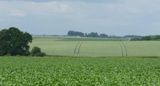 Paysage agricole.