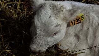 Une partie des veaux vivants nés chez Aurore et Stéphane Lorget souffre de malformations, comme ce veau avec une tête proéminente. Une partie des veaux vivants nés chez Aurore et Stéphane Lorget souffre de malformations, comme ce veau avec une tête proéminente.