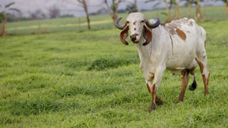 Les produits laitiers sont classés parmi les huit produits sensibles dans les négociations entre l'Union européenne et le Mercosur. Cet accord de libre-échange aura le plus d'impacts sur la filière viande bovine (imports d'aloyaux à bas prix), en cas de signature. Les produits laitiers sont classés parmi les huit produits sensibles dans les négociations entre l'Union européenne et le Mercosur. Cet accord de libre-échange aura le plus d'impacts sur la filière viande bovine (imports d'aloyaux à bas prix), en cas de signature.