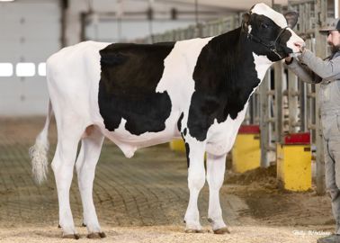 Taureau reproducteur holstein canadien