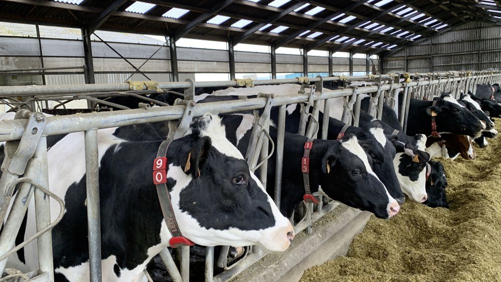 Compenser les faiblesses des ensilages d’herbe Les conditions météorologiques du printemps ont bien souvent empêché les éleveurs de récolter l’herbe au stade optimum. Souvent assez peu digestibles et pauvres en protéine ces fourrages devront néanmoins être valorisés. Incorporer de l’herbe ensilage ou enrubanné en complément du maïs dans les rations hivernales permet d’apporter des protéines et donc de réduire les achats de correcteur azoté. Cette stratégie fonctionne avec des récoltes d’herbe ri