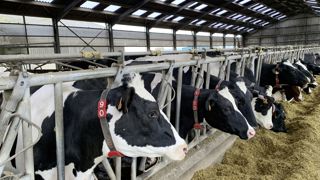 Les ensilages d'herbe récoltés tardivement contiennent beaucoup de fibres peu digestibles.