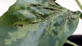 La lutte contre le mildiou du tournesol (Plasmopara hastedii) est une lutte intégrée qui repose sur la gestion agronomique et génétique. Mais cette dernière n’etant pas toujours suffisante, un traitement de semence peut être fortement conseillé. La lutte contre le mildiou du tournesol (Plasmopara hastedii) est une lutte intégrée qui repose sur la gestion agronomique et génétique. Mais cette dernière n’etant pas toujours suffisante, un traitement de semence peut être fortement conseillé.