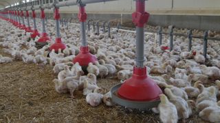 La filière de la volaille de chair confirme la reprise de sa production en 2024, face à une demande en hausse.