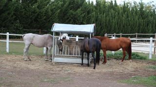 Certains animaux infectés ne présentent que de l'hyperthermie tandis que d'autres ne présentent aucun symptôme, d'où l'importance de la mise en place d'un suivi de la température et des dépistages systématiques dans les foyers.