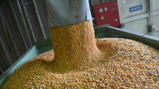 D’après l’AGPM, les importations de semences ukrainiennes de maïs en France ont été multipliées par 13 entre 2021-2022 (9 184 quintaux) et 2023-2024 (120 981 quintaux). D’après l’AGPM, les importations de semences ukrainiennes de maïs en France ont été multipliées par 13 entre 2021-2022 (9 184 quintaux) et 2023-2024 (120 981 quintaux).