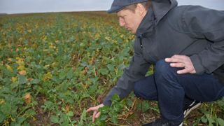Jean-François Billard voit clairement l’effet du compost sur ses sols. Il a commencé à en apporter en 2018 sur les colzas, et depuis 2023 sur toutes les parcelles.