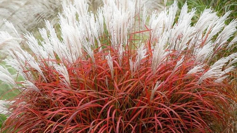 Miscanthus sinensis 'Lady in Red' PBR, a reçu une médaille d’or et le prix de la presse au Salon Green is life 2024 en Pologne. Miscanthus sinensis 'Lady in Red' PBR, a reçu une médaille d’or et le prix de la presse au Salon Green is life 2024 en Pologne.