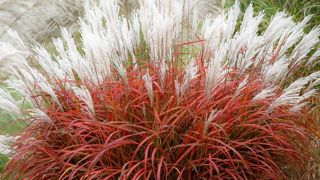 Miscanthus sinensis 'Lady in Red' PBR, a reçu une médaille d’or et le prix de la presse au Salon Green is life 2024 en Pologne. Miscanthus sinensis 'Lady in Red' PBR, a reçu une médaille d’or et le prix de la presse au Salon Green is life 2024 en Pologne.