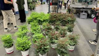 Minijack, des établissements Jolly, est équipé de fourches pour distancer les plantes sans efforts.