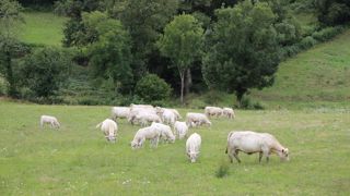 Seule 2007 a connu une pousse supérieure à celle de cette année.
