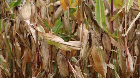L’AGPM espère que les résultats satisfaisants des deux dernières campagnes incitent les agriculteurs à implanter du maïs en 2025.
