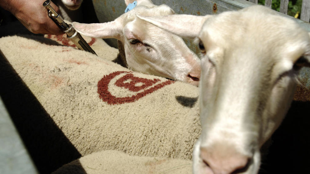 Le ministère de l’Agriculture recense 8 205 cas de FCO 3 repérés au 28 novembre 2024 dans des élevages français.