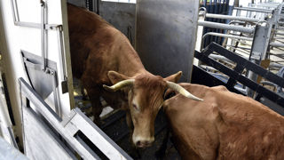Le nombre de vaches allaitantes envoyées à l'abattoir a progressé de 1,5 % en octobre 2024, sur un an. Le nombre de vaches allaitantes envoyées à l'abattoir a progressé de 1,5 % en octobre 2024, sur un an.