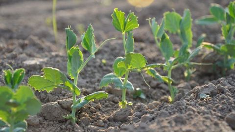 Pour Christian Vast, agriculteur dans l'Aube, la rentabilité du pois d'hiver se raisonne à l'échelle de la rotation. Pour Christian Vast, agriculteur dans l'Aube, la rentabilité du pois d'hiver se raisonne à l'échelle de la rotation.