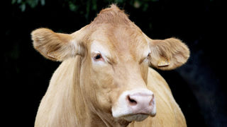 Oupette, vache limousine âgée de six ans, est l'égérie du prochain Salon international de l'agriculture. Oupette, vache limousine âgée de six ans, est l'égérie du prochain Salon international de l'agriculture.