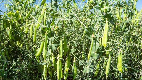L'institut technique a mesuré la marge brute du pois dans les principaux bassins de production pour la comparer à celles d'autres grandes cultures.