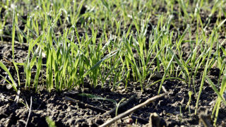 Céré'obs indique que 77% des blés étaient levés au 25 novembre et 20% tallés. Céré'obs indique que 77% des blés étaient levés au 25 novembre et 20% tallés.