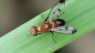 La mouche géomyze avait occasionné à l'Ouest des dégâts d'une rare intensité au printemps 2023. La mouche géomyze avait occasionné à l'Ouest des dégâts d'une rare intensité au printemps 2023.
