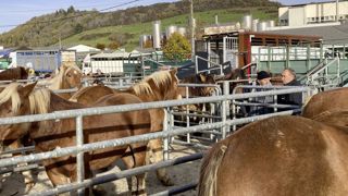 L'érosion de la demande italienne pèse sur les prix des chevaux lourds. L'érosion de la demande italienne pèse sur les prix des chevaux lourds.