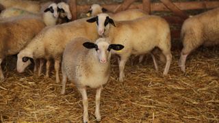 Le prix de l'agneau en octobre 2024 est supérieur de 30,9 % à la moyenne quinquennale de 2019-2024.