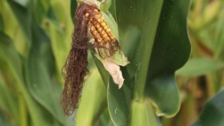 La teneur moyenne en amidon, à 32,7% (± 4,2 %) au niveau national, est proche de celle mesurée en 2023 (-1,1 point) malgré une maturité physiologique significativement moins avancée.