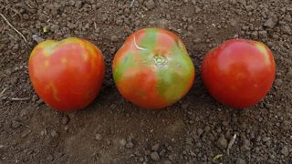 Selon l'Anses, le ToBRVF réduit la vigueur des plants de tomate, entraîne des pertes de rendement et rend les fruits invendables. Selon l'Anses, le ToBRVF réduit la vigueur des plants de tomate, entraîne des pertes de rendement et rend les fruits invendables.