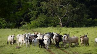 Un épisode décisif pour l'accord avec le Mercosur pourrait se dérouler le 5 et 6  décembre à Montevideo en Uruguay.