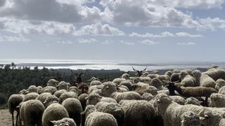 Les 380 brebis de Cécile Desproges à Bormes-les-Mimosas (Var) ont subi onze attaques en un an.