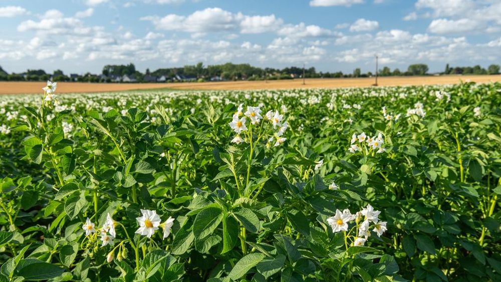 Champ de pommes de terre