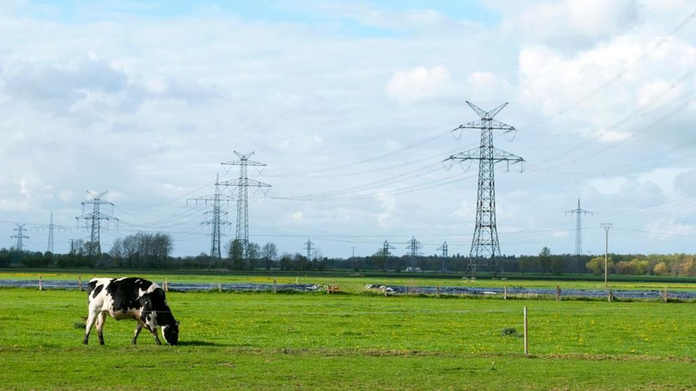 Vache sous une ligne à haute tension