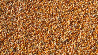 Les exportations de maïs américain s'élèveraient à près de 63 millions de tonnes pour la campagne, soit 4 millions de plus qu’annoncé en novembre. Les exportations de maïs américain s'élèveraient à près de 63 millions de tonnes pour la campagne, soit 4 millions de plus qu’annoncé en novembre.