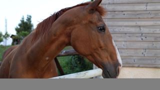 Les analyses pour herpèsvirose équine de type 1 vont se poursuivre avant d'envisager une reprise des activités progressive en cas de résultats négatifs.