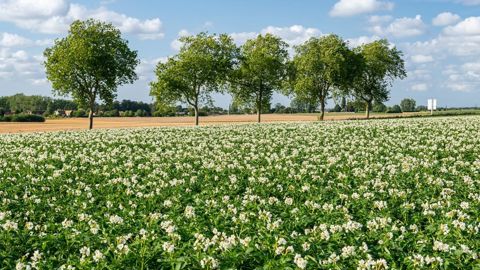 A l’échelle des grandes cultures sur la ferme France, la pomme de terre représente 2 % de l’empreinte carbone totale, notamment en raison d’une surface beaucoup plus faible que les cultures céréalières. A l’échelle des grandes cultures sur la ferme France, la pomme de terre représente 2 % de l’empreinte carbone totale, notamment en raison d’une surface beaucoup plus faible que les cultures céréalières.