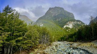 Les essences locales sont peu à peu remplacées par des arbres exotiques plus productifs. Les essences locales sont peu à peu remplacées par des arbres exotiques plus productifs.