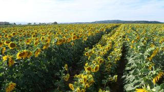 Cette année, les exportations françaises de semences de tournesol vers la Russie ont fortement regressé, du fait de la situation géopolitique.