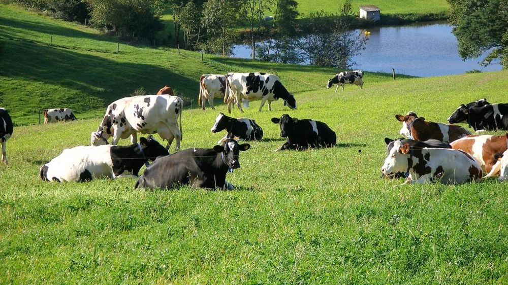 Vaches en prairie Vaches en prairie