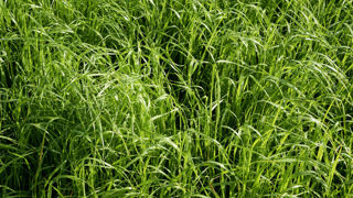Le ray-grass italien est agressif à l'implantation. Le ray-grass italien est agressif à l'implantation.