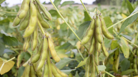 Selon la chambre régionale d’agriculture de la Nouvelle-Aquitaine, le soja peut faire de très bonnes marges en intercultures dans un contexte favorable.