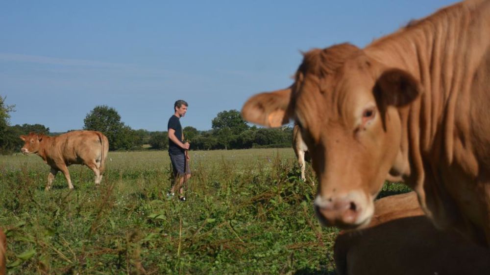 Vaches Limousines et Julien Fortin