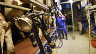 Les producteurs de lait cru pourraient profiter de prix planchers sous certaines conditions selon l'étude. Les producteurs de lait cru pourraient profiter de prix planchers sous certaines conditions selon l'étude.