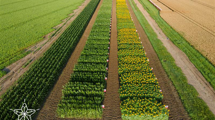 GeoStar (LG) est basé sur une analyse européenne des différents scénarios climatiques, afin d’avoir une diversité d’environnement. Les variétés performant dans le scénario majoritaire d’une région seront à privilégier.