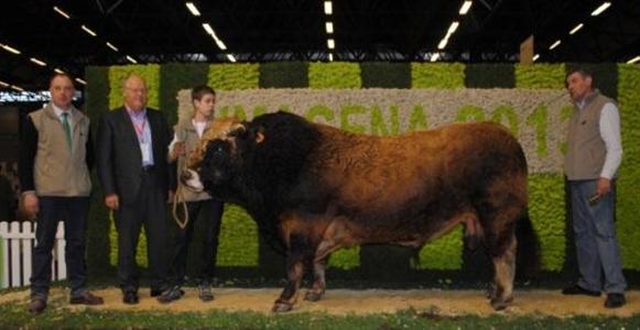 Espion, le champion des taureaux Aubrac au Simagena 2013.