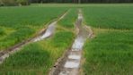 La campagne 2023-2024 s'est caractérisée par des pluies excessives sur une large partie du territoire.