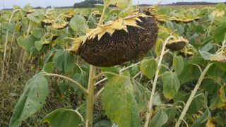 « La pluviométrie élevée et la relative fraîcheur enregistrées en fin d’été et début d’automne ont considérablement ralenti l’atteinte de la maturité de la culture, et entretenu une forte humidité dans les sols et les graines », indique Terres Inovia.