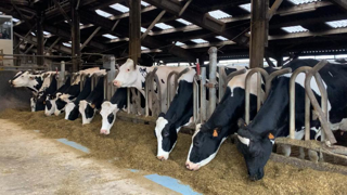 Comment faire plus de lactations par vache ? En jouant sur l'élevage des génisses et le sanitaire (repro et santé mamelle surtout). Comment faire plus de lactations par vache ? En jouant sur l'élevage des génisses et le sanitaire (repro et santé mamelle surtout).